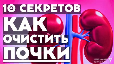 10 секретов как почистить почки очистка почек профилактика почечных ...