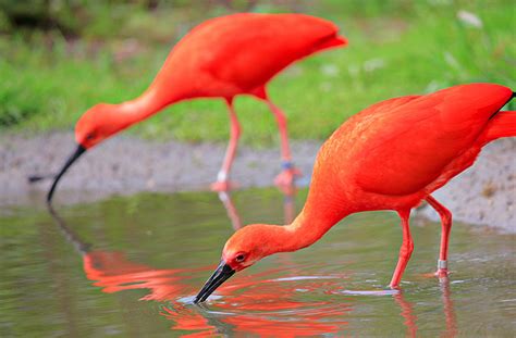 scarlet ibis