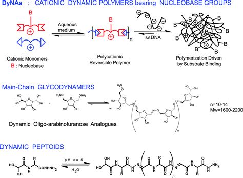 dynamers dynamic polymers   healing materials chemical society