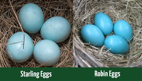 Starling Eggs vs Robin Eggs: How to Tell the Difference - Optics Mag