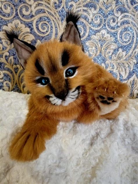 Baby caracal by Svetlana Ageeva | Tedsby