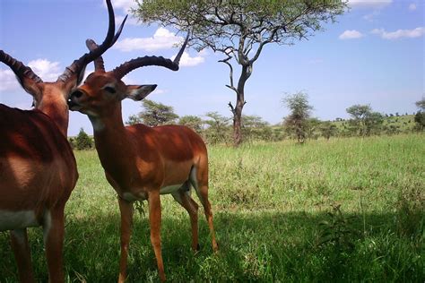 Conservation news on Cryptic Species