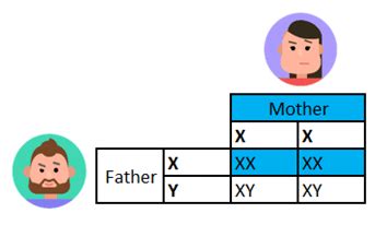 Sex Determination GCSE Biology Revision