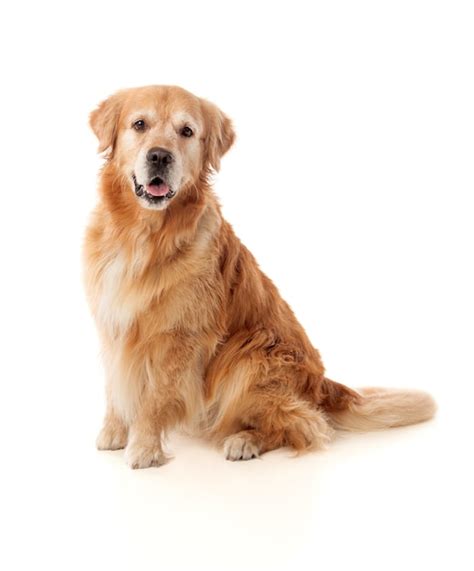 Hermosa Raza De Perro Golden Retriever Foto Premium