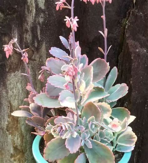 Kalanchoe fedtschenkoi 'Variegata' - Succulent Guide