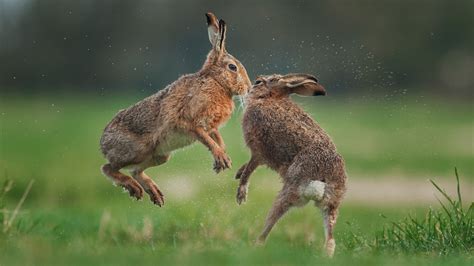 Hase Oder Kaninchen Wwf Junior