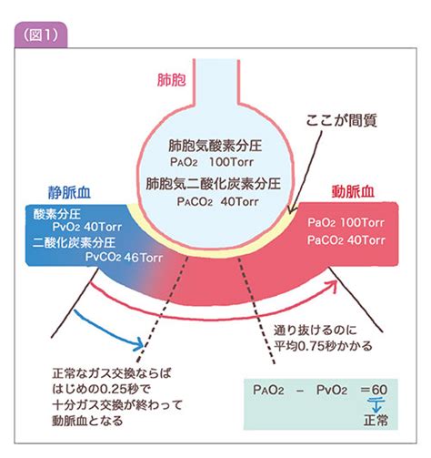 Images Of 酸素分圧 Japaneseclassjp