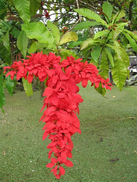 Trinidad And Tobago National Flower Name | Best Flower Site