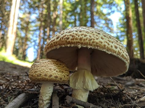 Agaricus Augustus All About The Edible Prince Mushroom