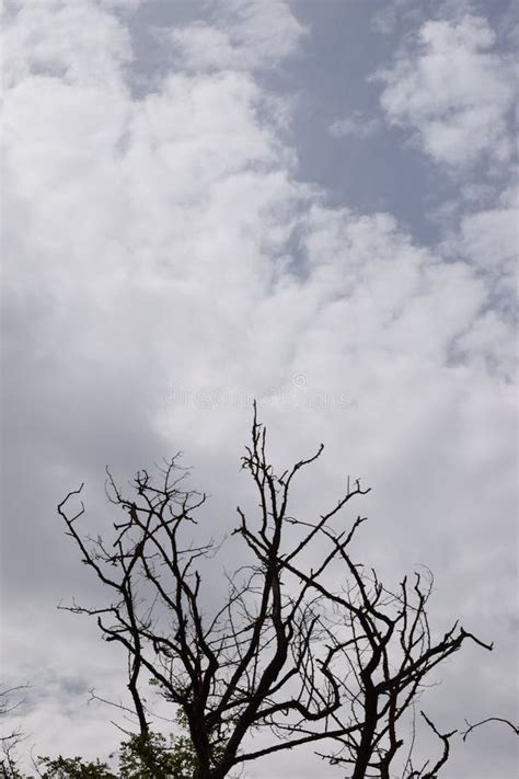 Nude Trees Stock Photo Image Of Daytime Nude Twig