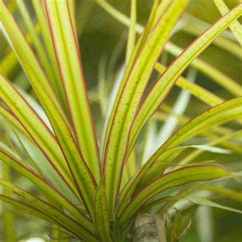 7 Recommended Houseplants For Low Light Conditions