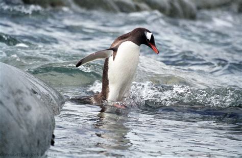 Gentoo Penguin | The Biggest Animals Kingdom