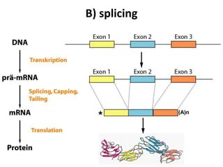 rna splicing