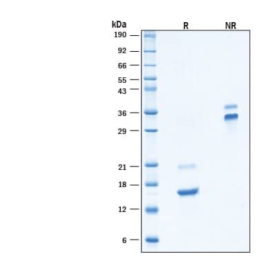 Recombinant Human Pdgf Aa Cho Expressed Protein Cf Pa Novus