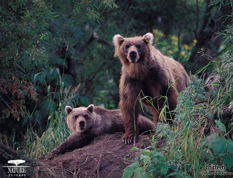 Bears - Bears! Photo (16439537) - Fanpop 