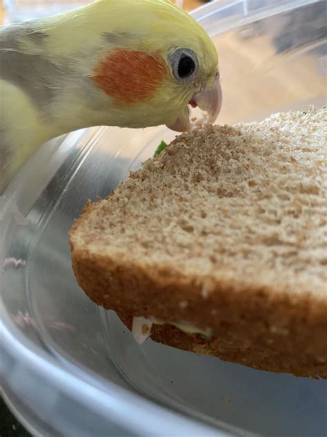 how do you cockatiel not eating at home 1