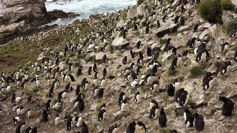 This Island Full Of Penguins Can Be Yours For The Right Price Mental