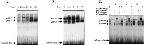 Binding Of Different Nf B Complexes To The B Site Of Tnf Promoter And