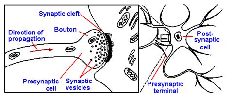chapter  synapses