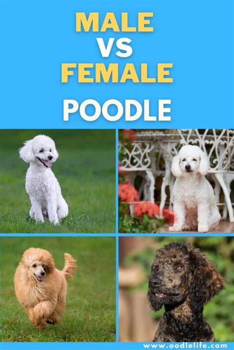 Male Vs Female Toy Poodle Temperament Wow Blog