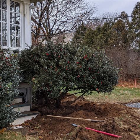 Winter transplant of Holly bush : r/landscaping