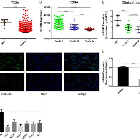 Expression Of MiR 940 In Glioma Tissues Clinical Samples And Glioma