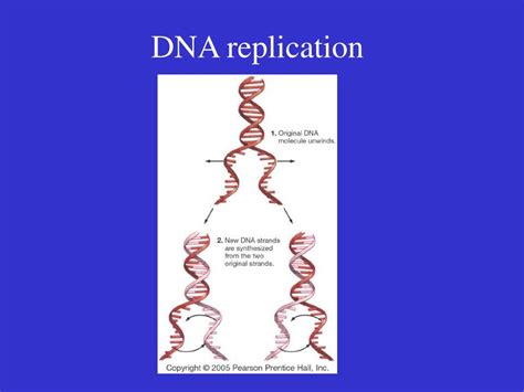 Ppt Introduction To Genetics Powerpoint Presentation Free Download