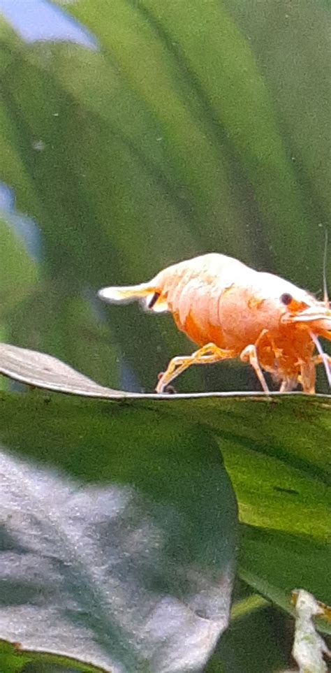 what happens if shrimp not drinking cheap