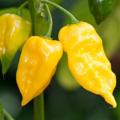Habanero Hot Lemon Seeds Price