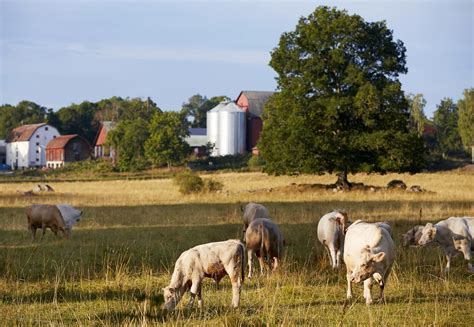 Ny Forskning Om Hot Mot Lantbrukare Gr Na