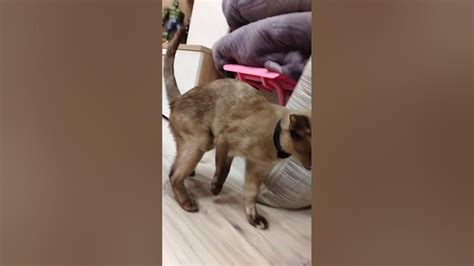 Стефан найн - YouTube