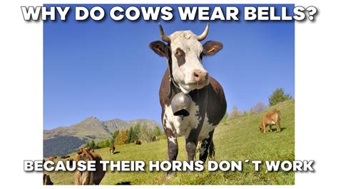 Funny Cow Memes Page 4 Of 62 Entegra Signature Structures