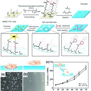 Preparation Of Cell Imprinted Hydrogel For CTCs Capture A B