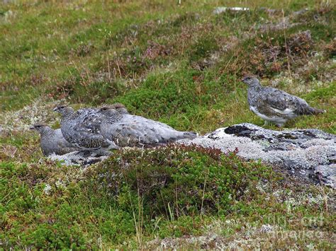 Ptarmigan - Masters of Camouflage Photograph by Phil Banks - Fine Art ...