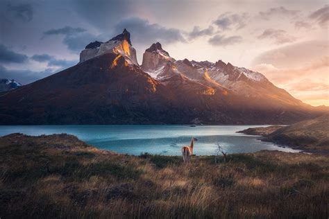 The Guanacos, Torres del Paine :: Behance