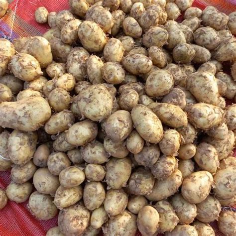 Yellow A Grade Pokhraj Potato Packaging Size 50 Kg Bag At Rs 350bag In Hooghly