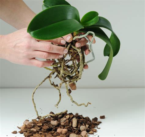 Topo Imagem Orqu Dea Phalaenopsis No Tronco Br Thptnganamst Edu Vn