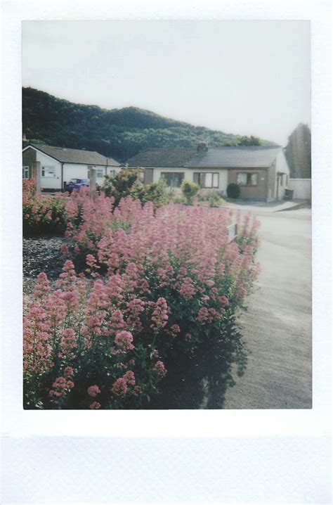 Hedge Plant Pink Flowers