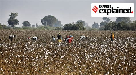 Why Punjabs Area Under Cotton Cultivation Has Been Decreasing Explained News The Indian Express