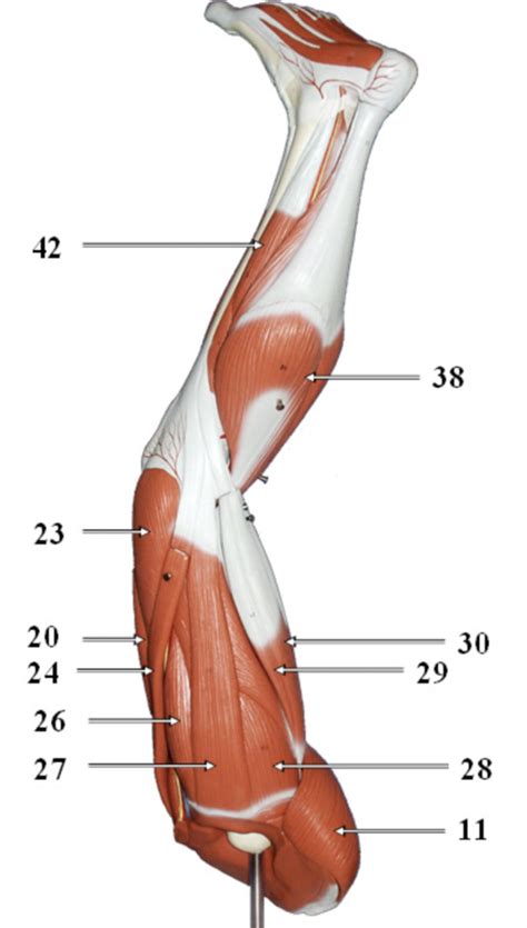 real model- leg muscle 5 Diagram | Quizlet