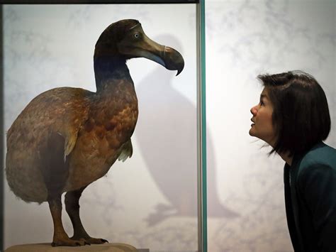 When Did The Dodo Go Extinct Maybe Later Than We Thought Nbc News