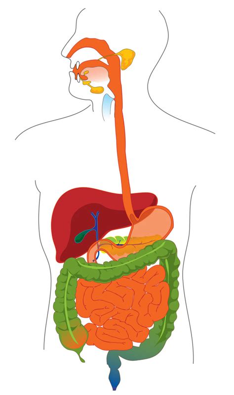 Gi Tract Diagram Quizlet