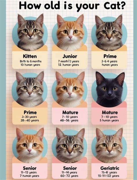 Growing - How Old Is Your Cat? A Guide to Feline Age Stages in Human