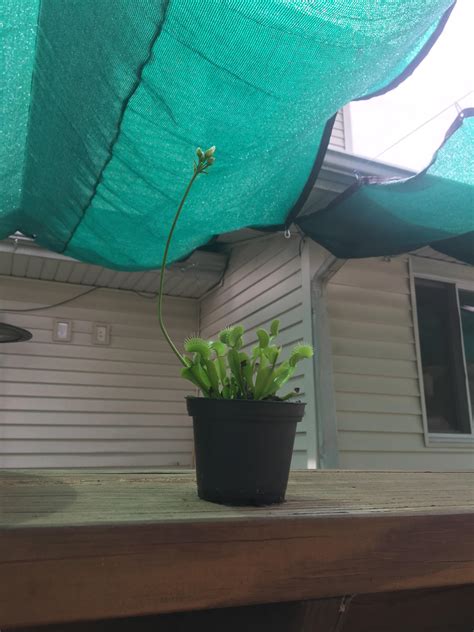 1016 best Venus Fly Trap images on Pholder | Savage Garden