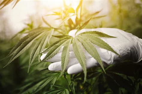 The Best Edibles For Sex Canna Provisions