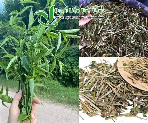 cong dung cua cay xuong khi va cac bai thuoc chua benh hieu qua