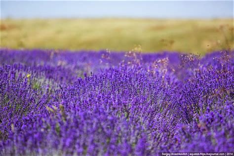 Lipa-lipochka: КРЫМСКАЯ ЛАВАНДА