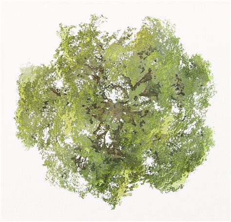 Tree Top View Watercolor Illustration Free Photo Rawpixel