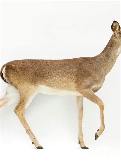 female white tailed deer