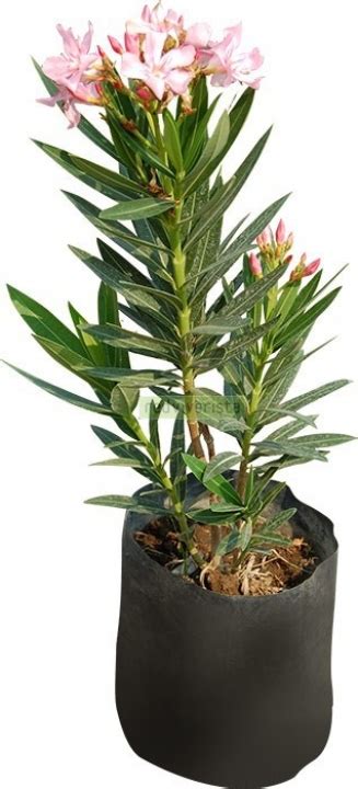 Red Viverista. Plantas de Vivero en Mexico